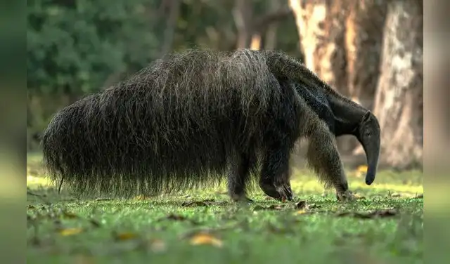 oso-hormiguero-gigante-26-06-03-01